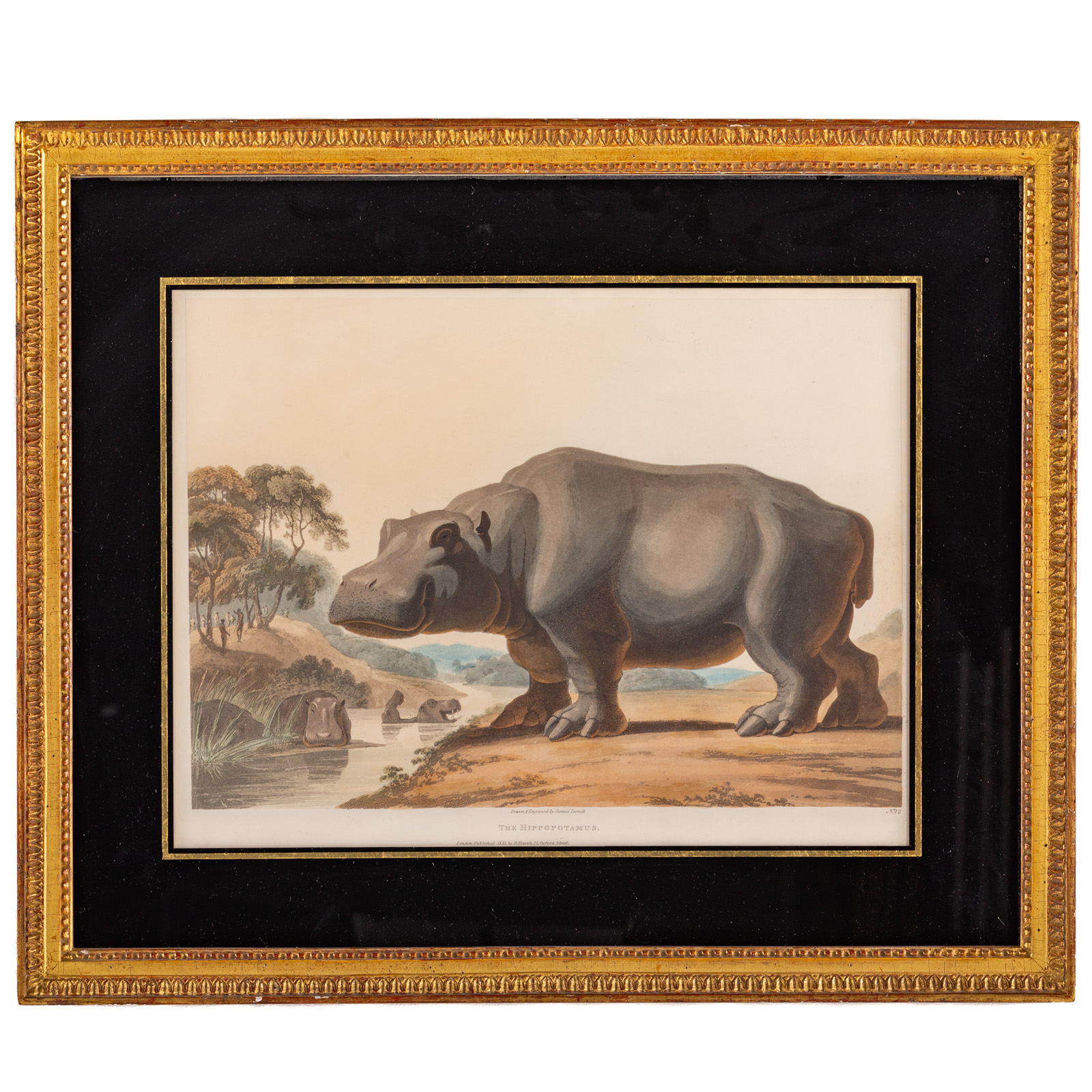 SAMUEL DANIELL. "THE HIPPOPOTAMUS,"