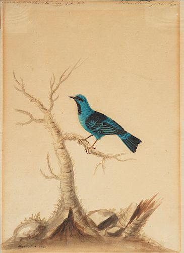 SARAH STONE, CAYENNE WARBLER