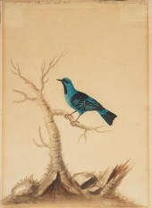 SARAH STONE, CAYENNE WARBLER (