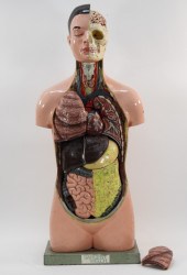SARGENT WELCH ANATOMICAL TEACH