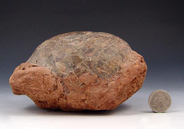 SAUROPOD DINOSAUR EGG: Single