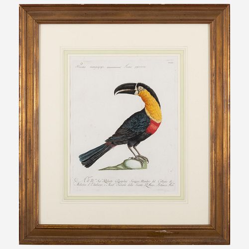 SAVERIO MANETTI (1723-1785): TUCANO