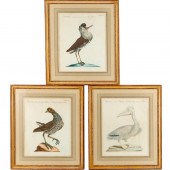 SAVERIO MANETTI, (3) ORNITHOLO