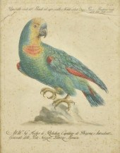 SAVERIO MANETTI (D.1784) AMAZO