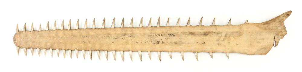 SAW FISH BILL 19TH CENTURY LENGTH