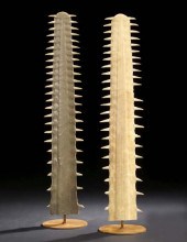 Sawfish Rostrum Specimen,  gen