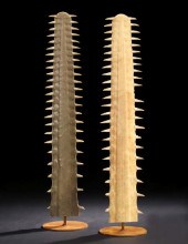 Sawfish Rostrum Specimen,  gen