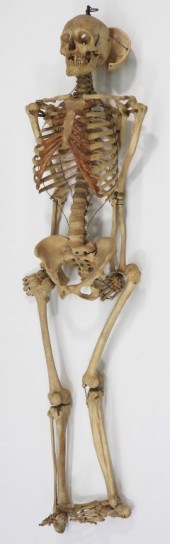 SCIENTIFIC HUMAN SKELETON MEDI