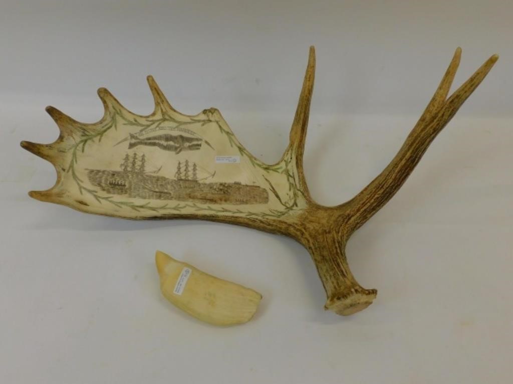 SCRIMSHAW ANTLER AND WHALE TOOTH.