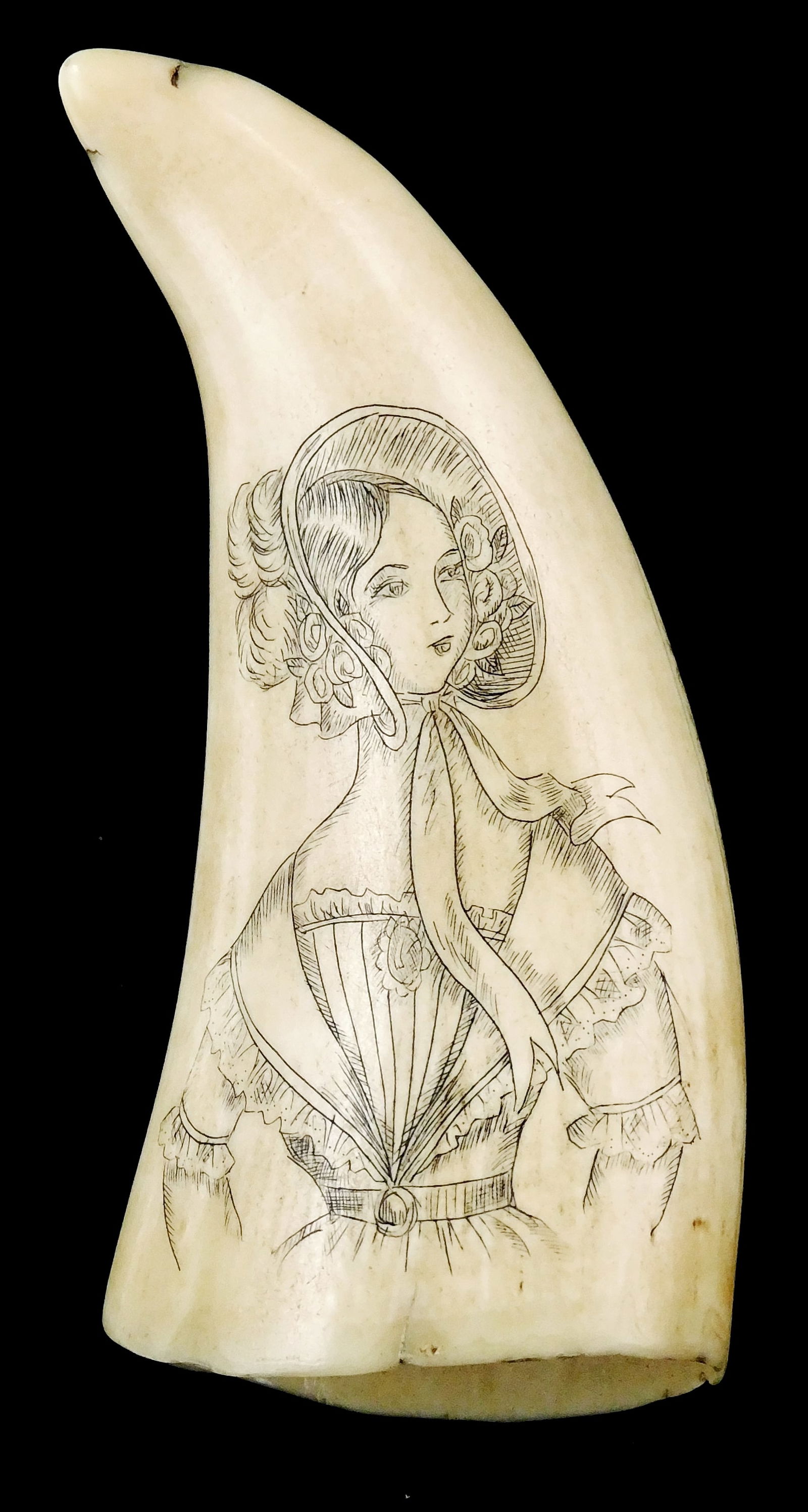 SCRIMSHAW: "AURORA", ENGRAVED WHALE