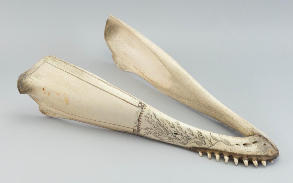 SCRIMSHAW BLACKFISH JAW 19TH