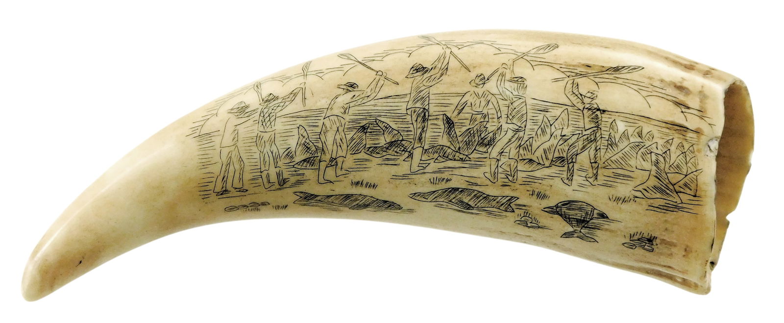 SCRIMSHAW: ENGRAVED WHALE TOOTH