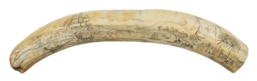 SCRIMSHAW HIPPOPOTAMUS TOOTH 19TH