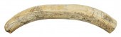 SCRIMSHAW HIPPOPOTAMUS TOOTH 1