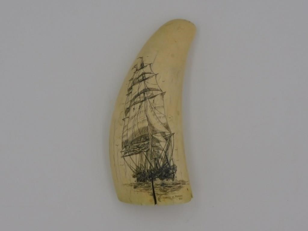 SCRIMSHAW TOOTH. 20TH CENTURY. A