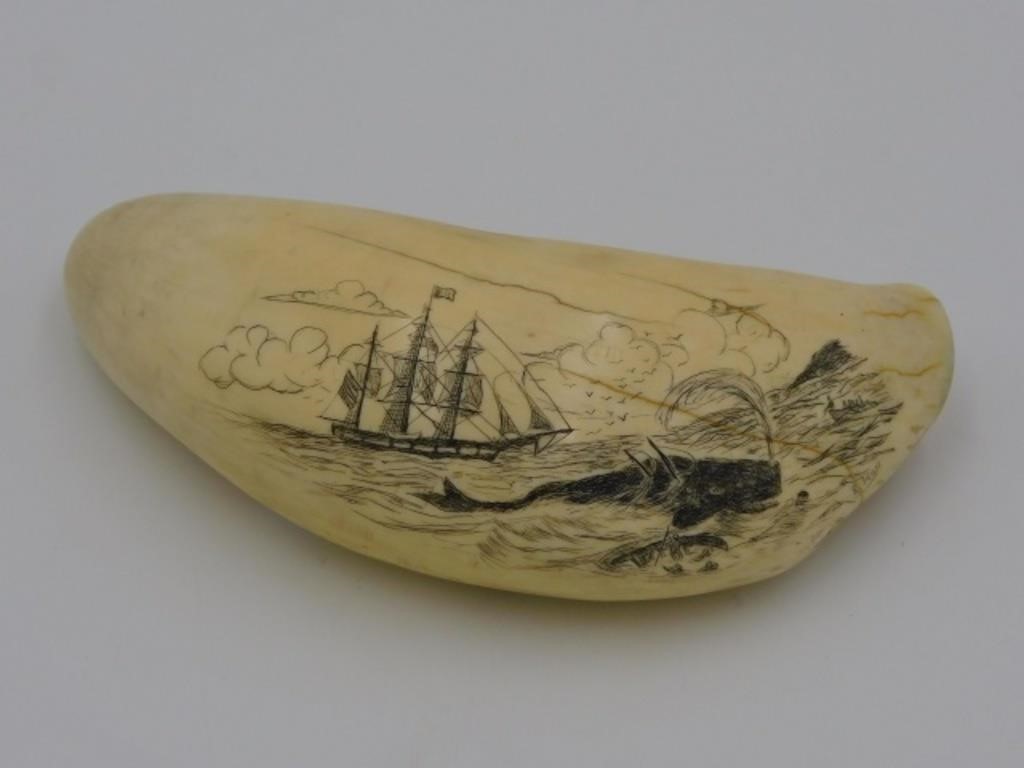 SCRIMSHAW TOOTH. 20TH CENTURY. A