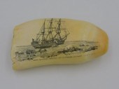 SCRIMSHAW TOOTH. 20TH CENTURY.