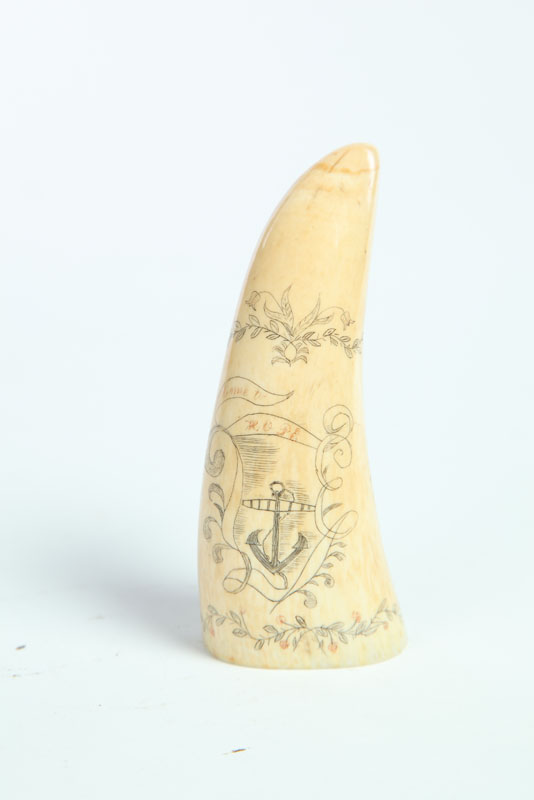 SCRIMSHAW TOOTH.  American  19th