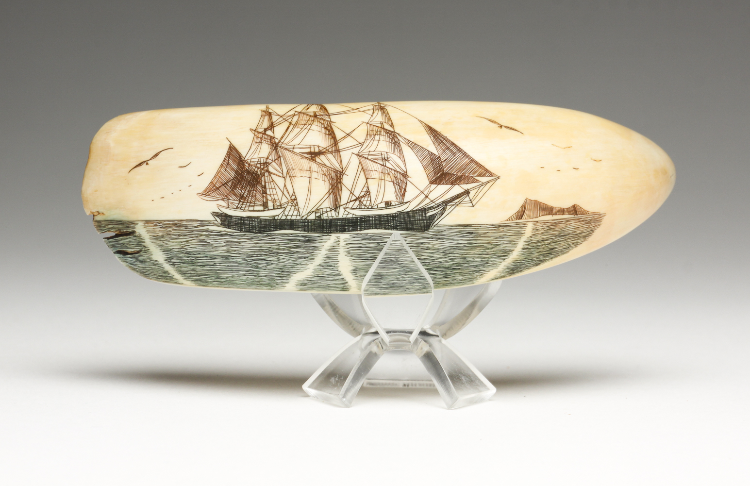 SCRIMSHAW TOOTH BY ROBERT SPRING.