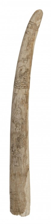 SCRIMSHAW WALRUS TUSK 19TH CEN