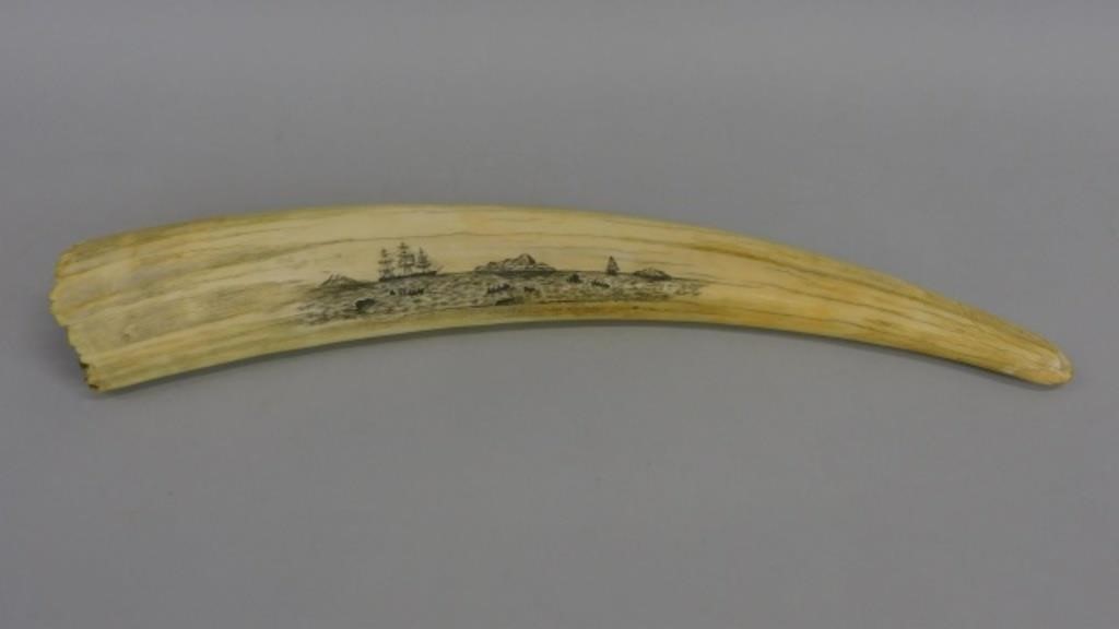 SCRIMSHAW WALRUS TUSK. EARLY 20TH
