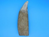 SCRIMSHAW WHALES TOOTH, DATED