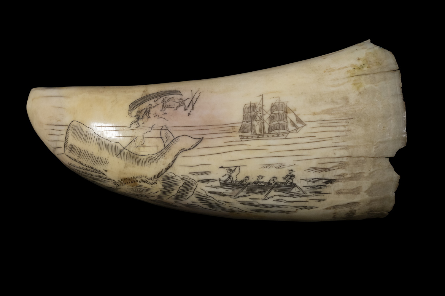 SCRIMSHAW WHALE'S TOOTH Engraved