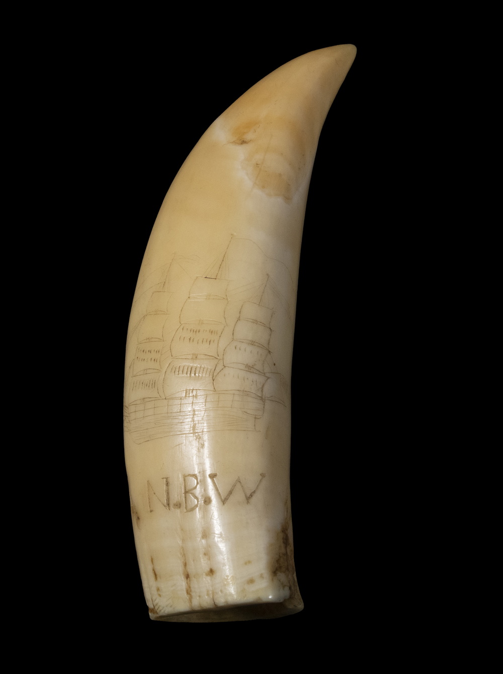 SCRIMSHAW WHALE'S TOOTH Engraved