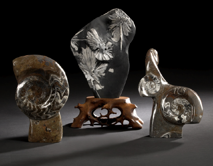 Sculptural Ammonite Fossil