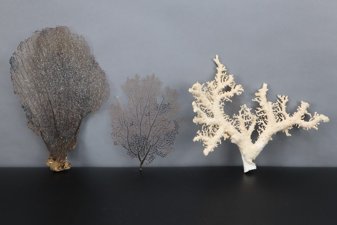 SEA FAN CORAL AND LACE CORAL