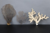SEA FAN CORAL AND LACE CORAL S