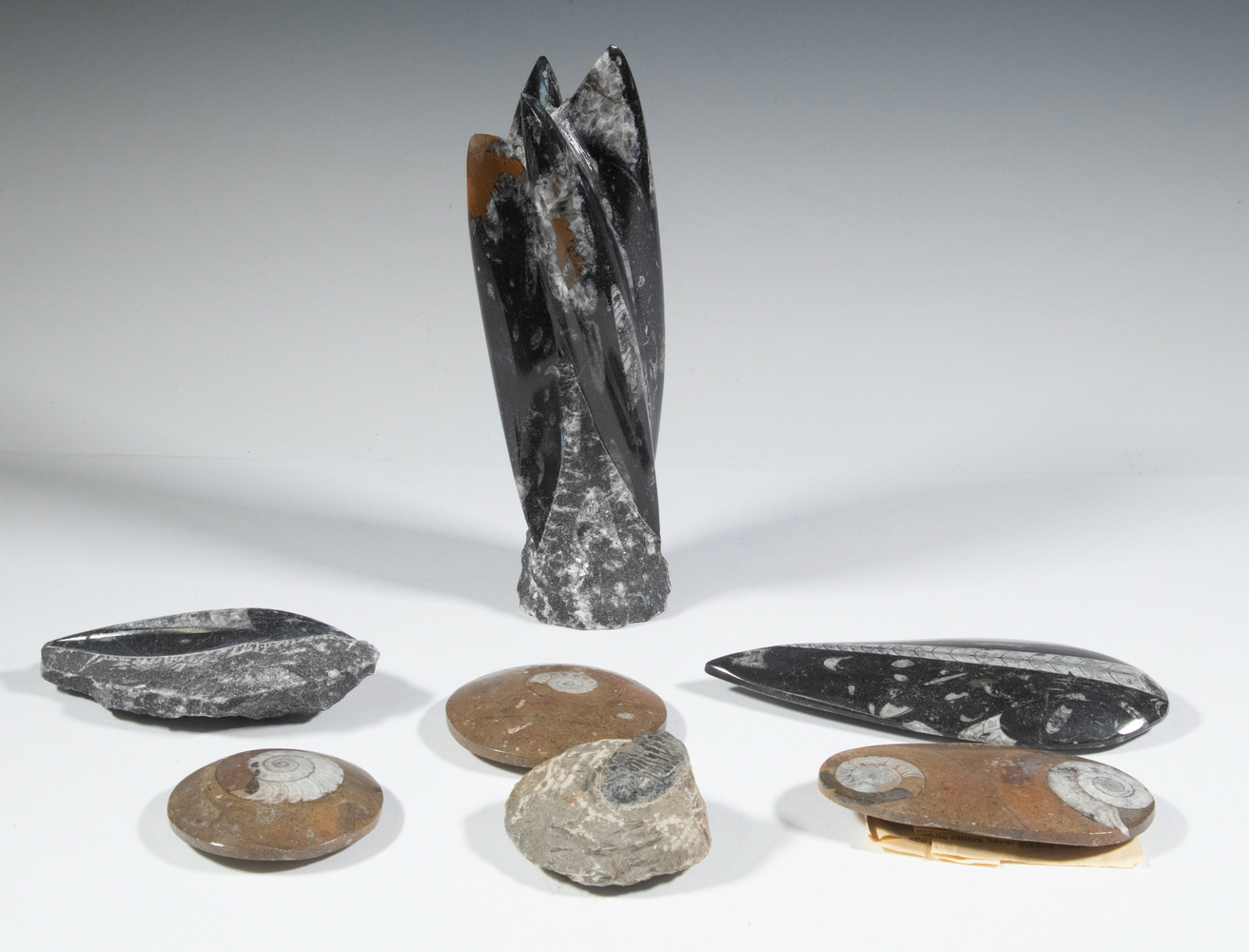 SEA LIFE FOSSIL COLLECTION (6)