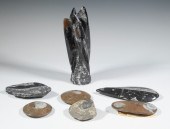 SEA LIFE FOSSIL COLLECTION (6)