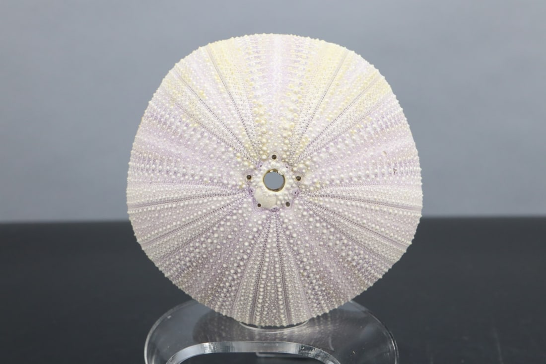 SEA URCHIN SEASHELL, 4X2-1/4"HSEA