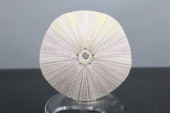SEA URCHIN SEASHELL, 4X2-1/4"H