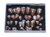 SELECTION OF RUTIODON PHYTOSAU
