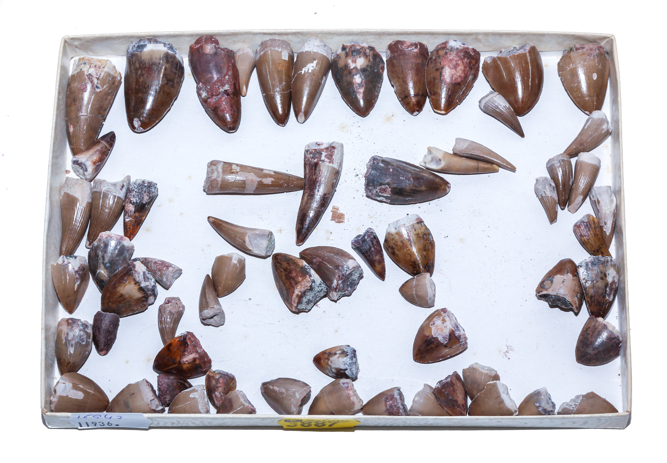 SELECTION OF RUTIODON PHYTOSAUR