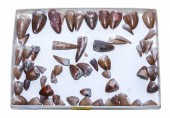 SELECTION OF RUTIODON PHYTOSAU