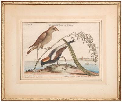 Seligmann Edition Catesby