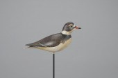 SEMIPALMATED PLOVERWilliam Gib