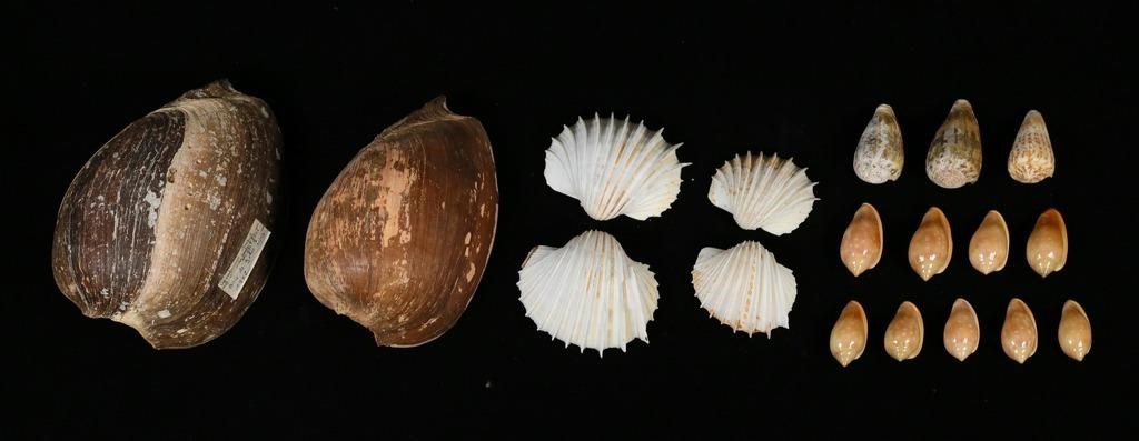 SENEGAL SEA SHELLS CYMBRIUM CONUS