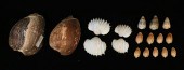 SENEGAL SEA SHELLS CYMBRIUM CO