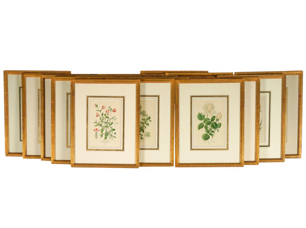 SET OF 20 COLORED BOTANICAL