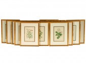 SET OF 20 COLORED BOTANICAL PR