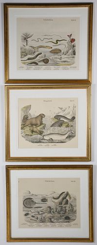 SET OF 3 GERMAN HAND COLORED