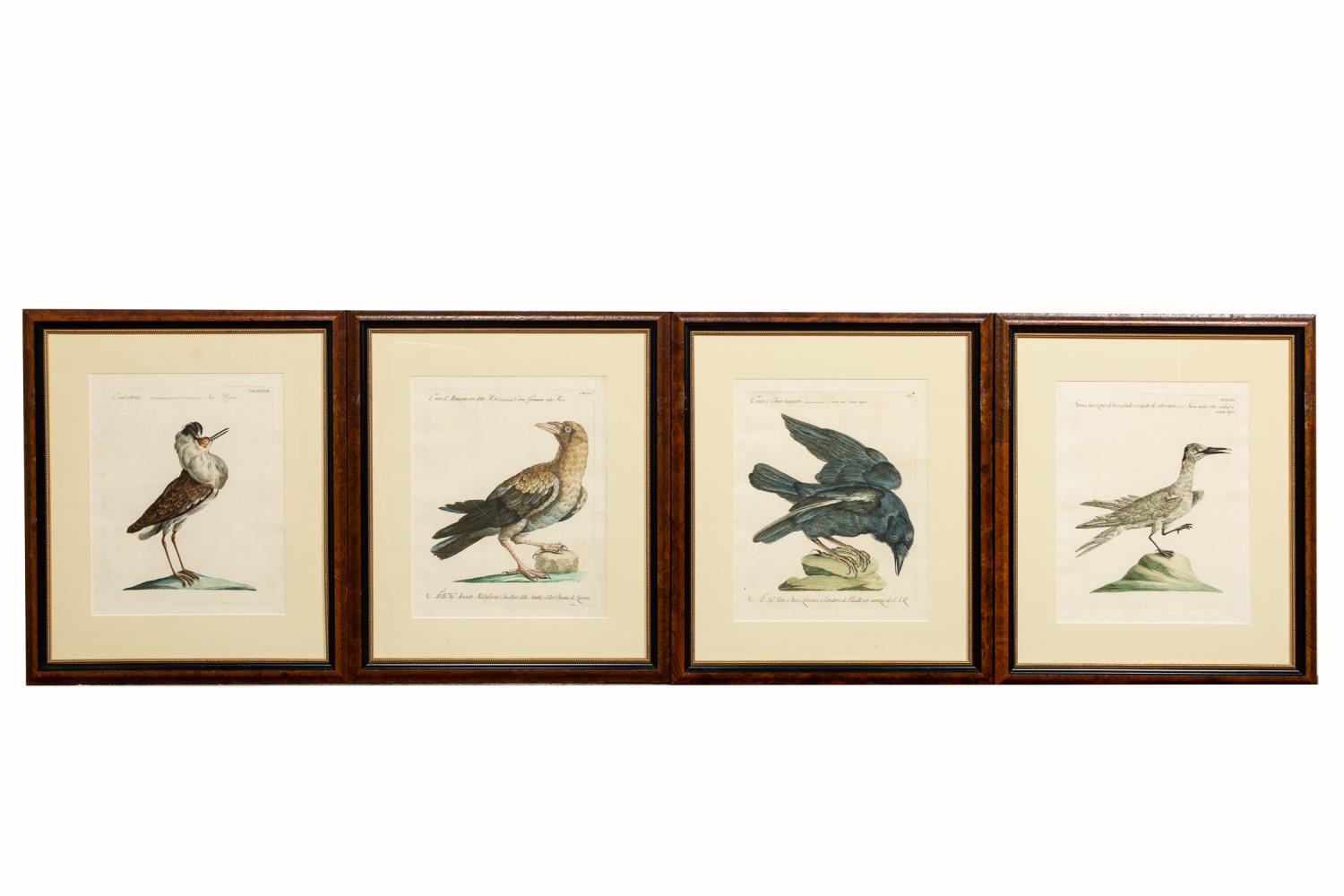 SET OF 4, ITALIAN ORNITHOLOGY