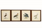 SET OF 4, ITALIAN ORNITHOLOGY