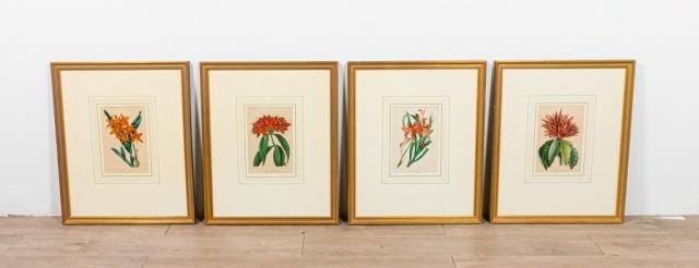 SET OF 4 SAMUEL HOLDEN BOTANICAL
