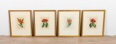 SET OF 4 SAMUEL HOLDEN BOTANIC
