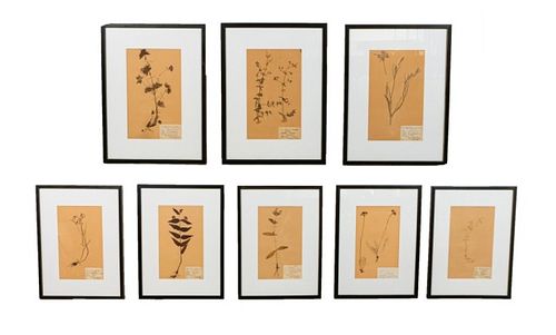 SET OF 8 DRIED FLOWER BOTANICALS8